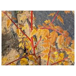 錦葉欒價格咨詢_錦葉欒發(fā)芽圖片