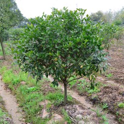 武漢室外綠化家庭花木報價，武漢室內(nèi)綠植工廠花木單位綠化服務(wù)